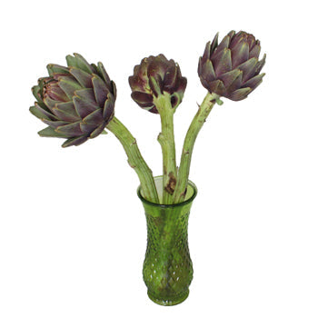 Hint of Burgundy Ornamental Artichoke