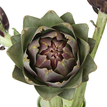 Hint of Burgundy Ornamental Artichoke