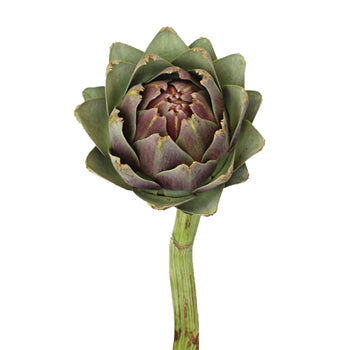Hint of Burgundy Ornamental Artichoke