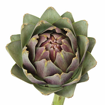 Hint of Burgundy Ornamental Artichoke