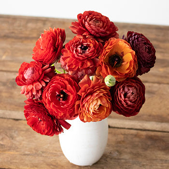 Chocolate Ranunculus Fresh Cut Flower