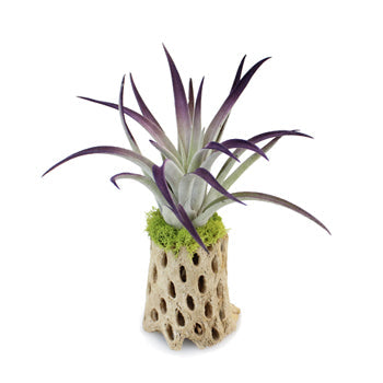 Tillandsia Desert Wedding Centerpiece