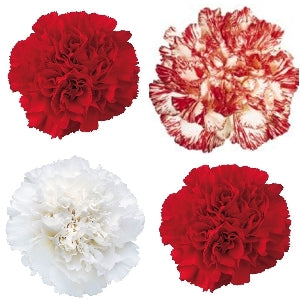 Christmas Pack Mixed Wholesale Carnations Up close