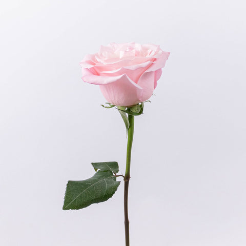 Cielo Light Pink Rose Stem