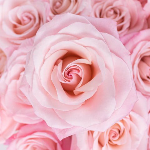 Cielo Light Pink Roses Up Close