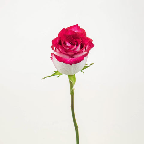 Cinderella Pink and White Rose Stem