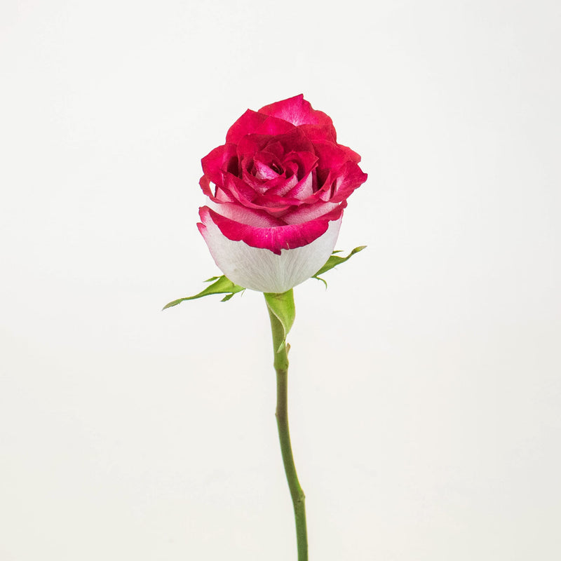 Cinderella Pink and White Rose Stem