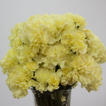 Citrus Love Carnation Flowers In a vase