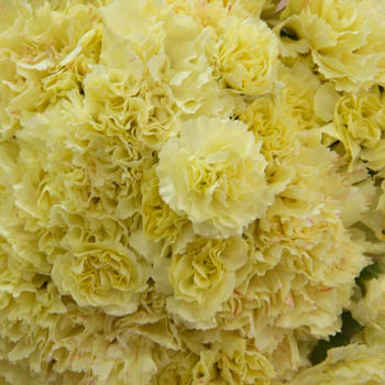 Citrus Love Wholesale Carnations Up close