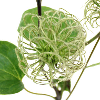 Boss Clematis Ornate Vine