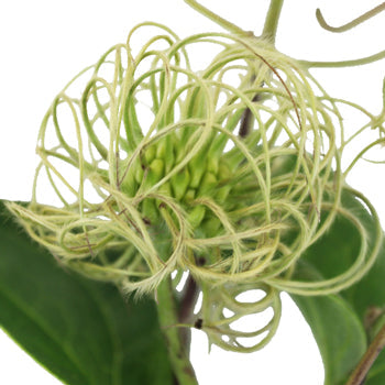 Boss Clematis Ornate Vine