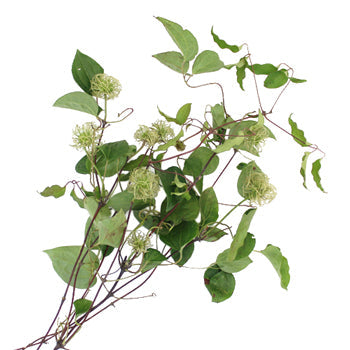 Boss Clematis Ornate Vine