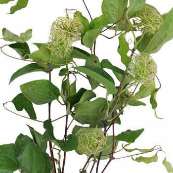 Boss Clematis Ornate Vine