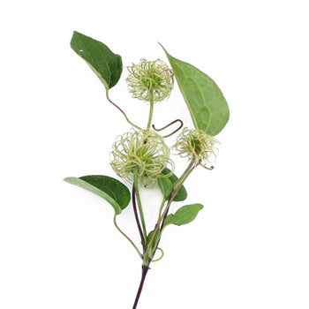 Boss Clematis Ornate Vine