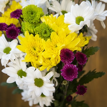Save the Classic Daisy, Poms and Cushion Mix