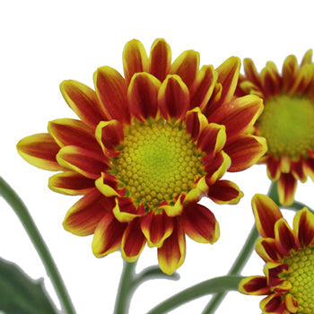 Burgundy Roots Mini Daisy Flower
