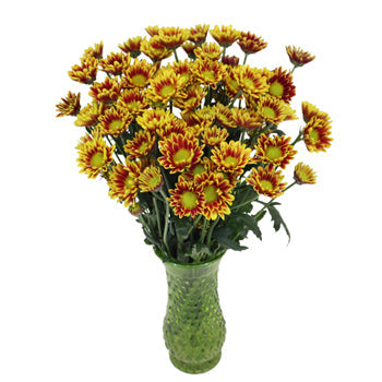 Burgundy Roots Mini Daisy Flower