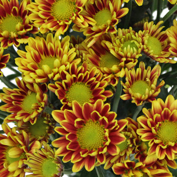 Burgundy Roots Mini Daisy Flower