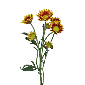 Burgundy Roots Mini Daisy Flower