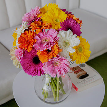 Farm Fresh Cut Gerbera Daisies For Your House