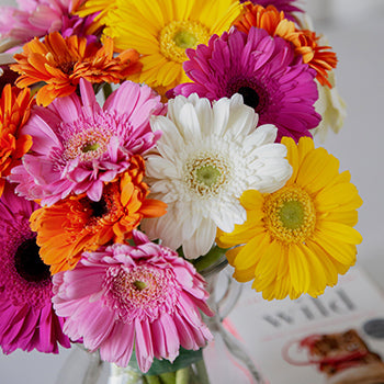 Farm Fresh Cut Gerbera Daisies For Your House