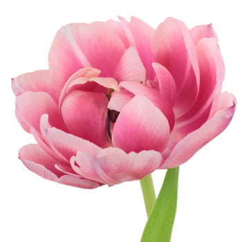 Columbus Pink Double Tulip Wholesale Flower Up close