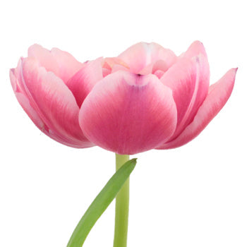 Columbus Pink Double Tulips Wholesale Flower Side Stem