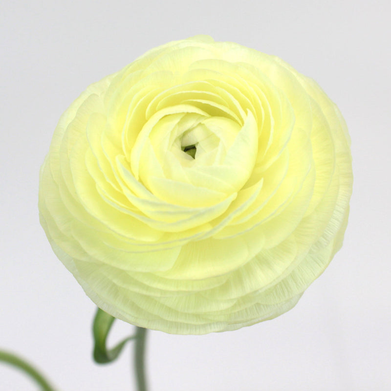 Creamy White Italian Cloony Ranunculus