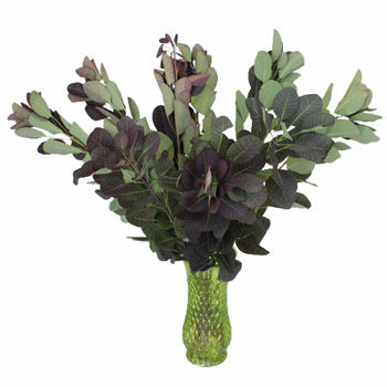 Cotinus Smoke Bush Wholesale Greenery