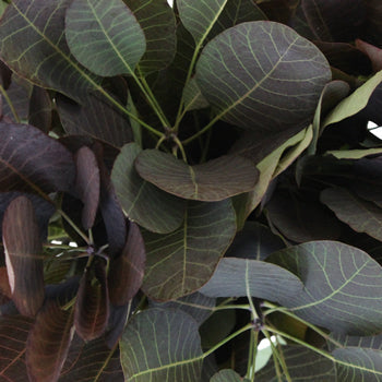Cotinus Smoke Bush Wholesale Greenery