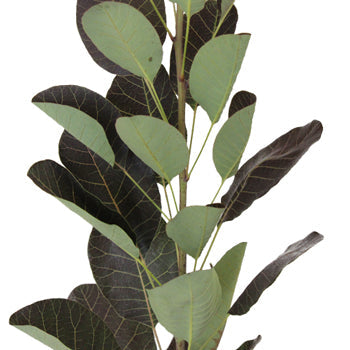 Cotinus Smoke Bush Wholesale Greenery