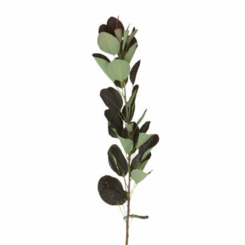 Cotinus Smoke Bush Wholesale Greenery