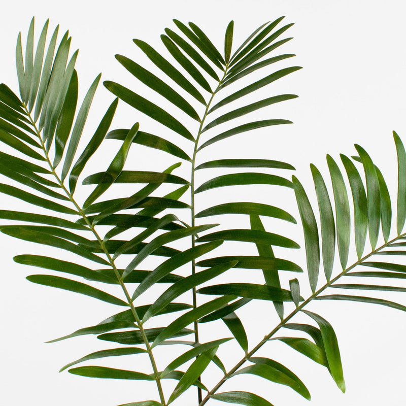 Coontie Greenery Stem