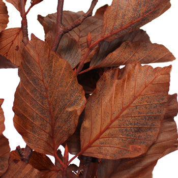 Wedding greenery copper beech bulk branches filler flowers sold near me