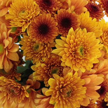 Copper Fall Flower DIY Flower Kit Up Close