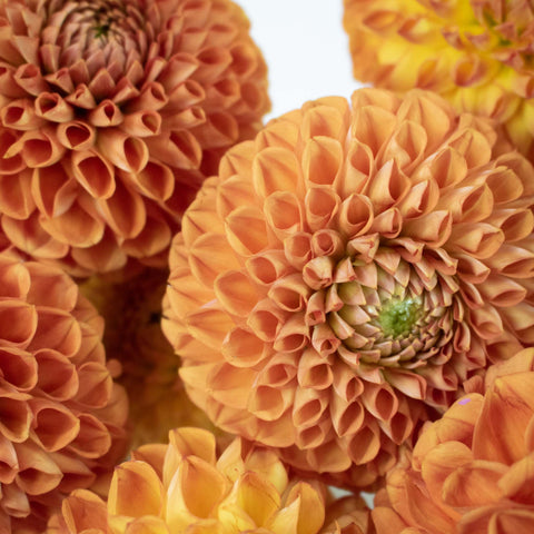 Copper Penny Dahlia Flower Up Close