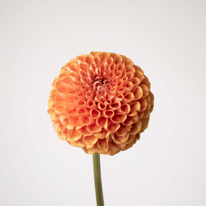 Copper Penny Dahlia Flower Stem