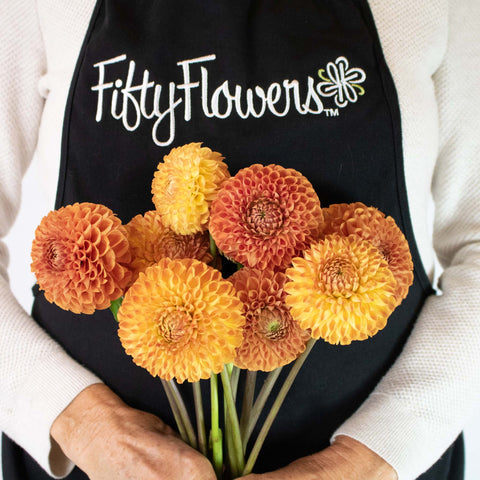 Copper Penny Dahlia Flower Bunch in Hand