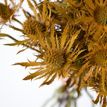 Copper Tinted Thistle Wholesale Flower Upclose