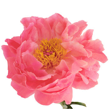 Coral Charm Peony Side Stem View