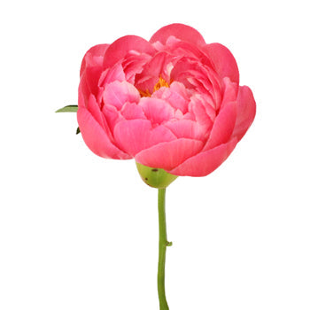 Coral Charm Peony Side Stem View
