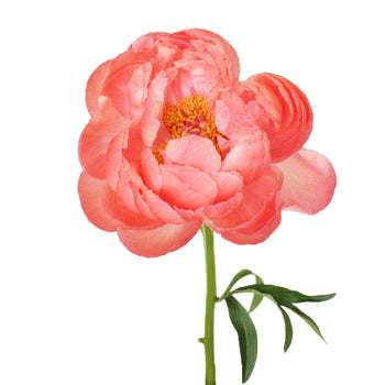 Coral Charm Peony Stem