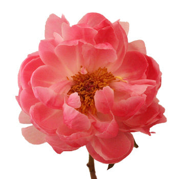 Coral Charm Peony Stem
