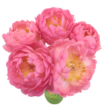 Coral Charm Peony in a vase