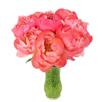 Coral Charm Peony in a vase