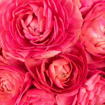 Ranunculus flowers