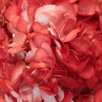 Coral Orange Airbrushed Hydrangea Flower Up Close