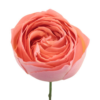Coral Quartz Garden Rose Stem