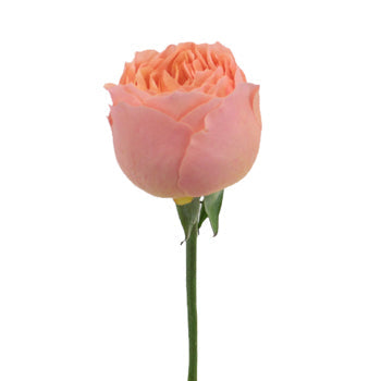 Coral Quartz Garden Rose Side Stem View