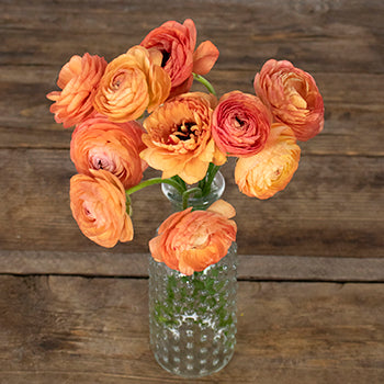 Salmon Ranunculus Fresh Cut Flower
